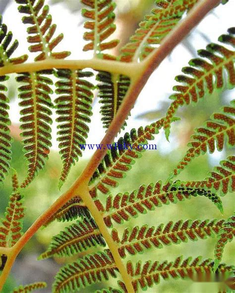 蕨類植物有哪些|蕨類植物品種詳解：種類、特徵和生長環境 